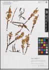 Foto von Salix eleagnos subsp. eleagnos Scop.